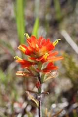 Castilleja coccinea