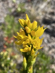 Gavilea lutea