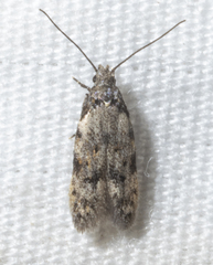 Taygete attributella