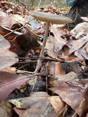 Arrhenia epichysium