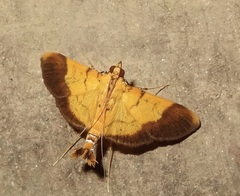 Syngamia