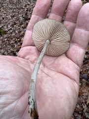 Arrhenia epichysium