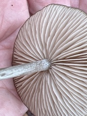 Arrhenia epichysium
