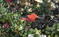 Drepanis coccinea