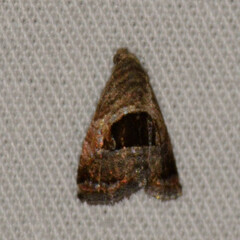 Tripudia rectangula