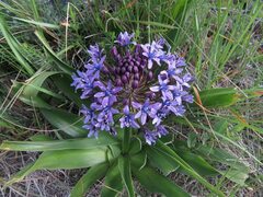 Scilla peruviana