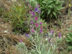 Echium albicans