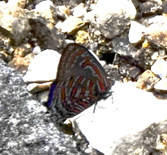 Hypochrysops polycletus