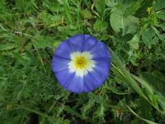 Convolvulus tricolor