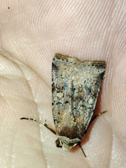 Cerastis faceta