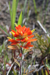 Castilleja coccinea