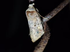 Cerastis faceta