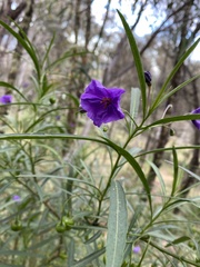 Solanum linearifolium