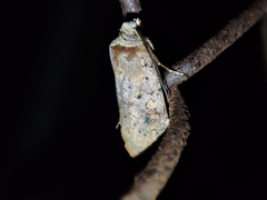 Cerastis faceta