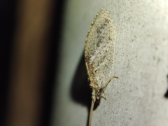 Hemerobius