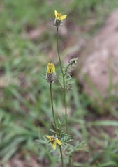 Bidens tenuisecta