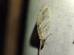 Hemerobius