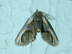 Paectes oculatrix