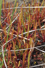 Drosera linearis