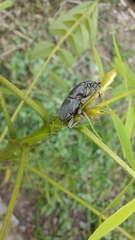 Cosmopolites sordidus