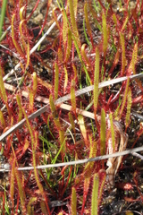 Drosera linearis