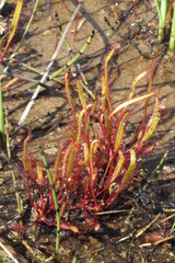 Drosera linearis