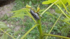 Cosmopolites sordidus