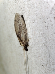Hemerobius