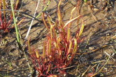 Drosera linearis