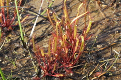 Drosera linearis