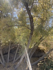 Salix schwerinii
