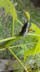 Cosmopolites sordidus