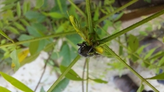 Cosmopolites sordidus