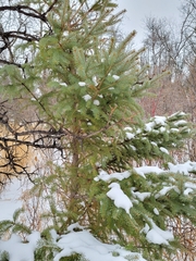 Picea glauca