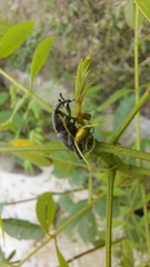 Cosmopolites sordidus