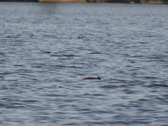 Phoca vitulina