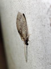 Hemerobius