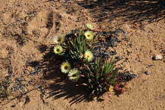 Cephalophyllum pillansii