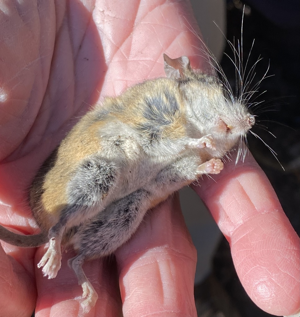 Cactus Mouse from Mission Trails Regional Park, San Diego, CA, US on ...