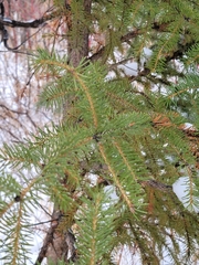 Picea glauca