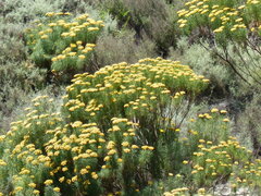 Hymenolepis crithmifolia