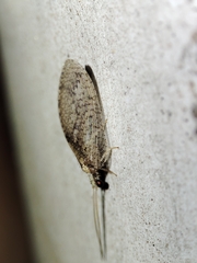 Hemerobius