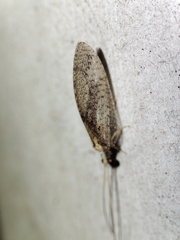 Hemerobius