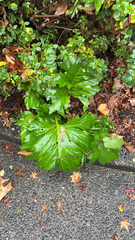 Acanthus mollis