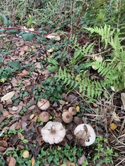 Chlorophyllum rhacodes