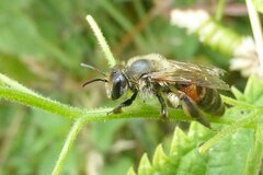Andrena florea