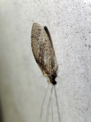Hemerobius