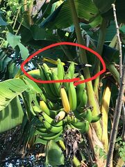 Cassiculus melanicterus