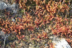 Drosera linearis