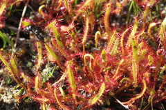 Drosera linearis